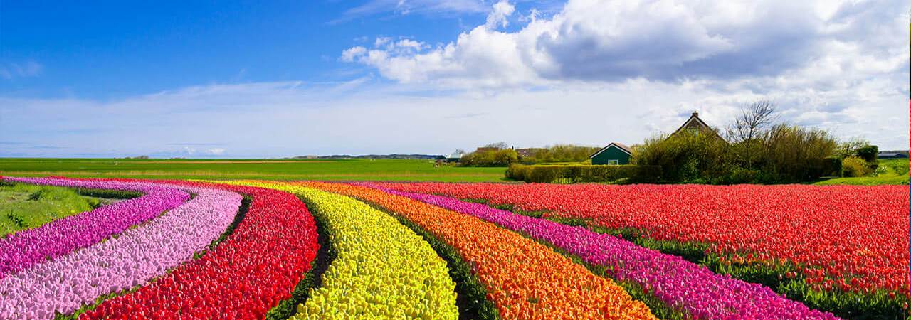 A field of flowers